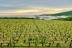 Visite avec Dégustation de Vins à l’aveugle pour deux au Domaine Joseph Lafarge (Lugny, Bourgogne- 71)