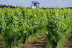 Visite avec Dégustation de Vins à l’aveugle pour deux au Domaine Joseph Lafarge (Lugny, Bourgogne- 71)