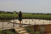 Visite avec Dégustation de 3 Vins et Pique-nique en Duo aux Vignobles Chatonnet (Néac, Gironde - 33)