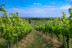 Visite du Domaine Viticole Duffau avec Dégustation de Vins (Gaillac, Tarn - 81)
