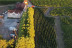 Visite d’un Vignoble Familial Biologique près de Bordeaux avec Dégustation (Yvrac, Gironde- 33)