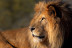 Billets pour le Parc Zoologique de Paris (Paris, Île-de-France - 75)