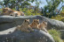 Billets pour le Parc Zoologique de Paris (Paris, Île-de-France - 75)