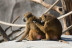 Billets pour le Parc Zoologique de Paris (Paris, Île-de-France - 75)