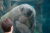 Billets pour le Parc Zoologique de Paris (Paris, Île-de-France - 75)