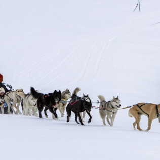 Balade Découverte en Chiens de Traîneaux face au Mont Blanc (Saint-Gervais-les-Bains, Haute-Savoie - 74)