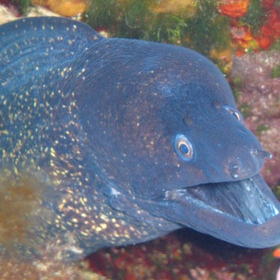 Snorkeling et Randonnée Palmée - Départ du Bateau (Ajaccio, Corse-du-Sud - 20)