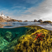 Baptême de Plongée et Snorkeling (Bonifacio, Corse-du-Sud - 20)