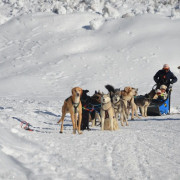 Balade Premium en Chiens de Traîneaux au Plateau de la Croix avec Pause Repas (Saint-Gervais-les-Bains, Haute-Savoie - 74)