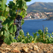 Atelier Œnologique d’Initiation à la Dégustation de Vin pour deux aux Terres des Templiers (Banyuls-sur-Mer - 66)