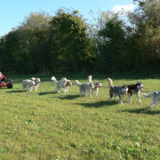 Doggy Kart avec des chiens nordiques (Chênehutte, Maine-et-Loire - 49)