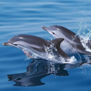 Excursion en Mer avec Observation des Dauphins au Sanctuaire Pelagos (Saint-Raphaël, Var - 83)