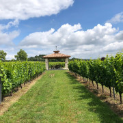 Expérience Découverte de la Vigne à la Cave pour deux (Montans, Tarn - 81)
