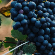 Formation Œnologique et Dégustation de Vins de Loire (Bourgueil, Indre-et-Loire - 37)