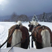 Balade en Traîneau Privatisé Petit Canada dans les Alpes (La Féclaz, Savoie - 73)