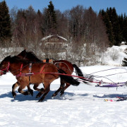 Ski-Joëring dans les Alpes (La Féclaz, Savoie - 73)