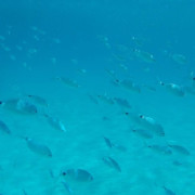 Snorkeling et Randonnée Palmée à Punta Locca (Cargèse, Corse-du-Sud - 20)